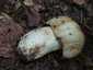 Büdös galambgomba (Russula foetens), Budai-hegység